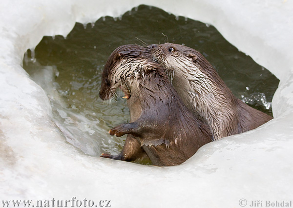 Loutre d'Europe