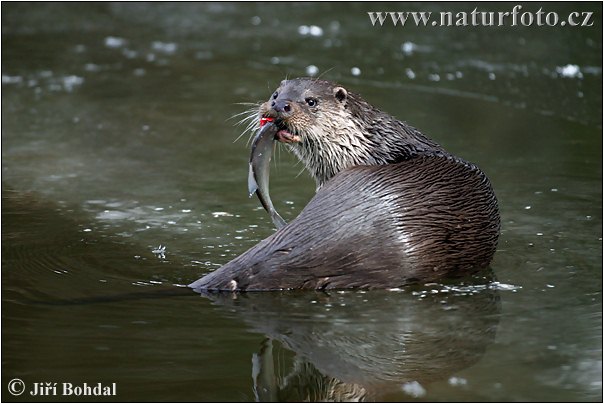 Loutre d'Europe