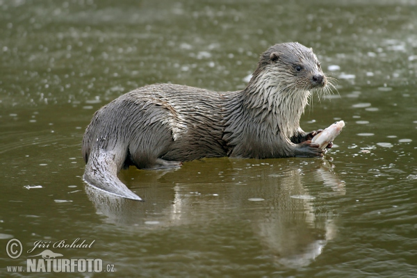 Loutre d'Europe