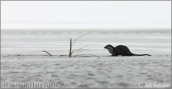 Loutre d'Europe