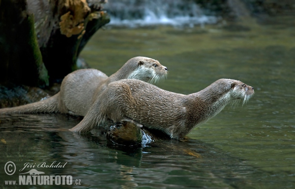 Loutre d'Europe