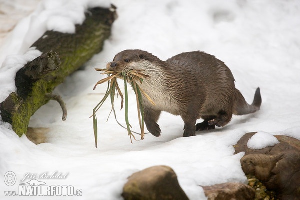 Loutre d'Europe