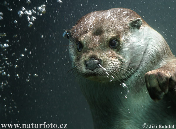 Loutre d'Europe