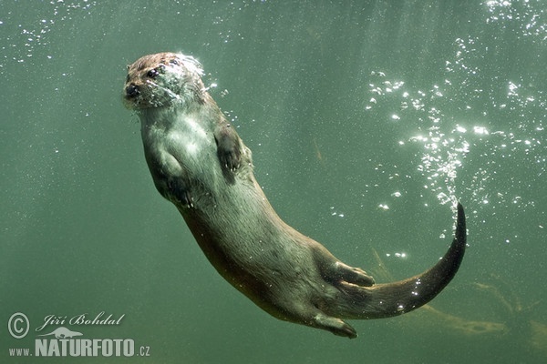 Loutre d'Europe