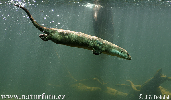 Loutre d'Europe