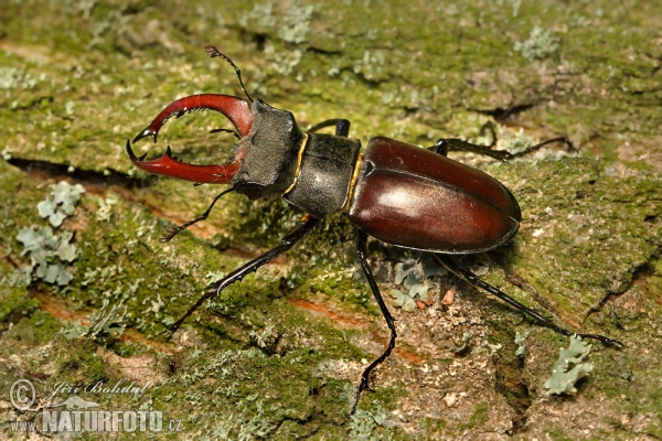 Lucanus cervus