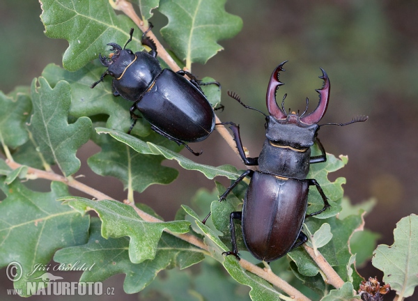 Lucanus cervus