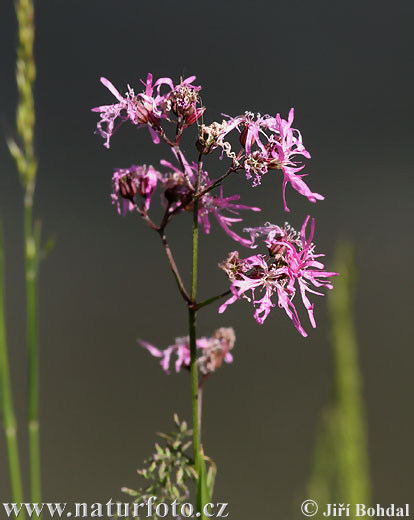 Lychnis fleur de coucou