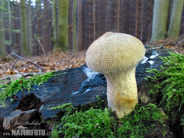 Lycoperdon perlatum