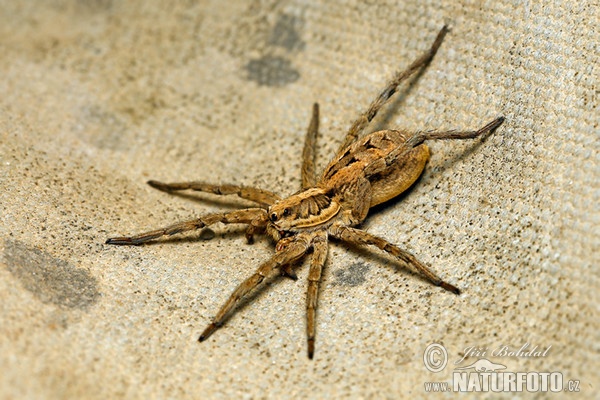 Lycosa narbonensis