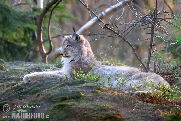 Lynx boréal - Notre Nature