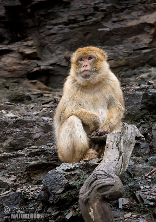 Macaca sylvanus