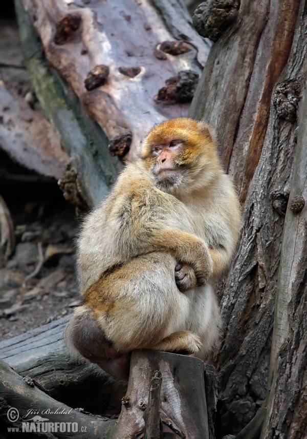 Macaca sylvanus