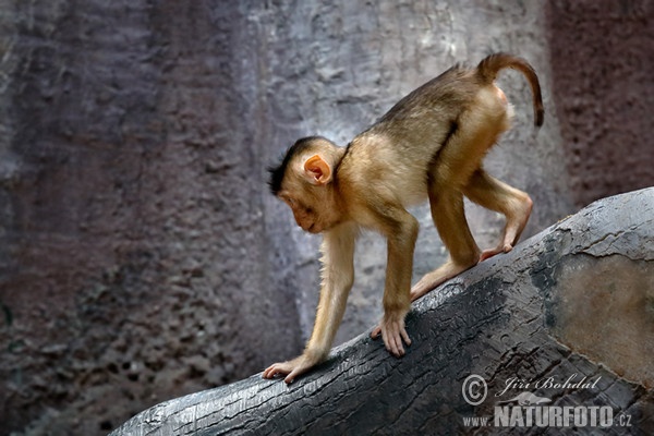 Macaco cola de cerdo sureño