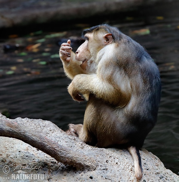 Macaco cola de cerdo sureño