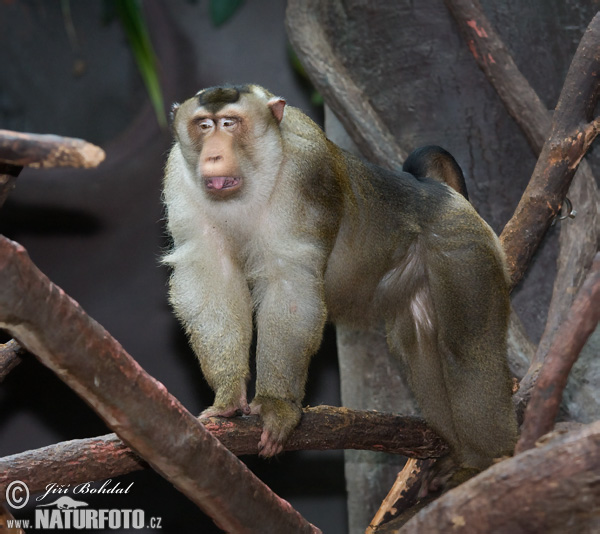 Macaco cola de cerdo sureño