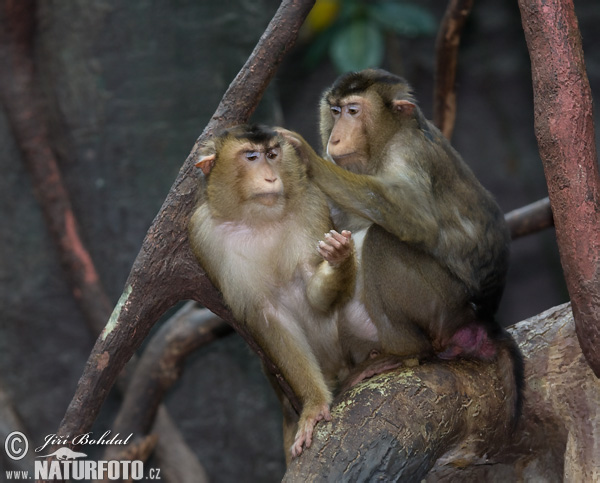 Macaco de cua de porc meridional