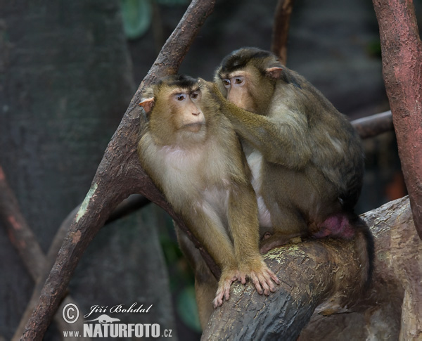 Macaco de cua de porc meridional