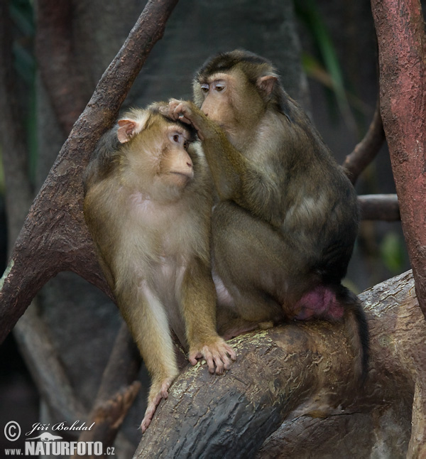 Macaco de cua de porc meridional