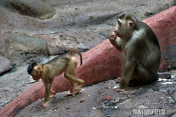 Macaque à queue de cochon