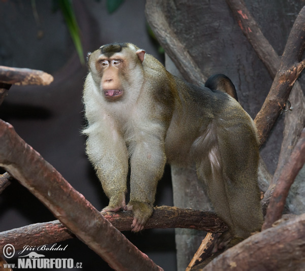 Macaque à queue de cochon