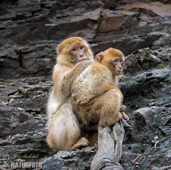 Macaque berbère