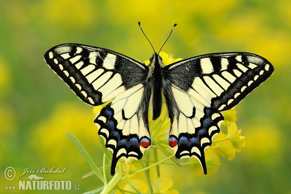 Machaon papillon