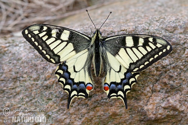 Machaon papillon