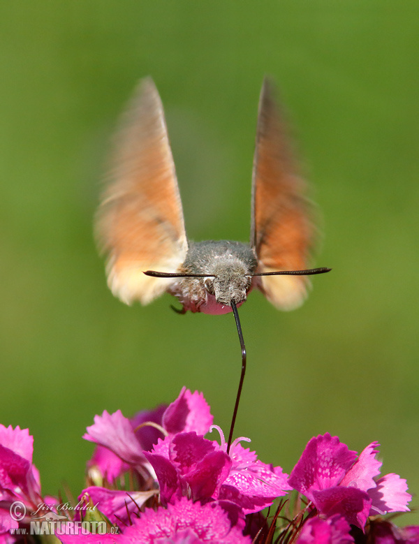 Macroglossum stellatarum