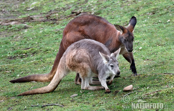 Macropus robustus