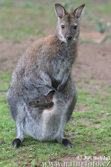 Macropus rufogriseus