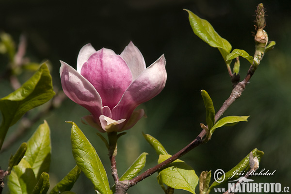 Magnolia de Chine