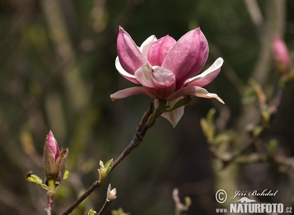 Magnolia x soulangeana