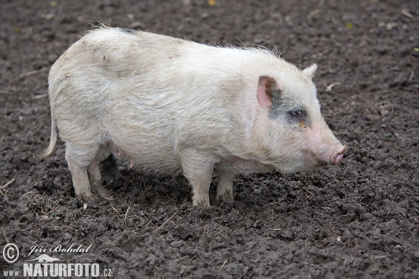 Maialino pancia a tazza