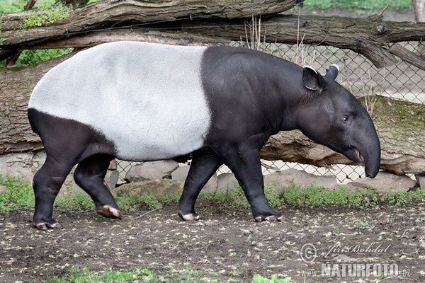 Malayan Tapir (Tapirus indicus)