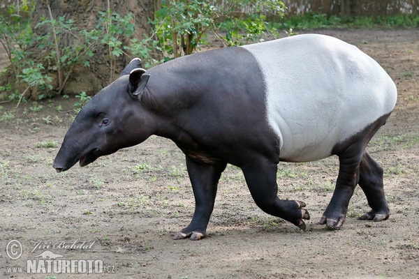 Malayan Tapir (Tapirus indicus)