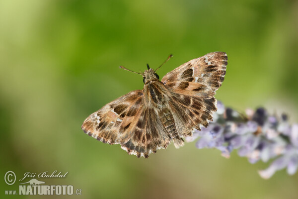 Mallow Skipper (Carcharodus alceae)