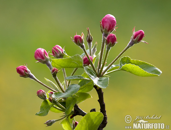 Malus