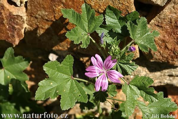 Malva major