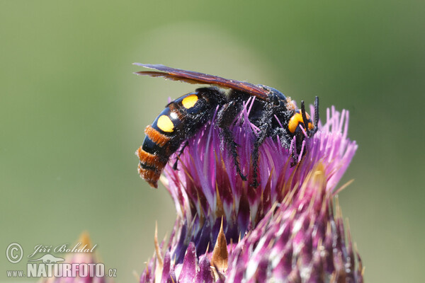 Mammoth Wasp (Megascolia maculata)