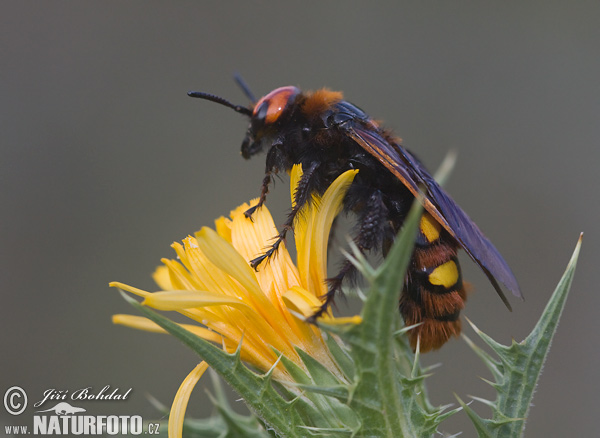 Mammoth Wasp (Megascolia maculata)