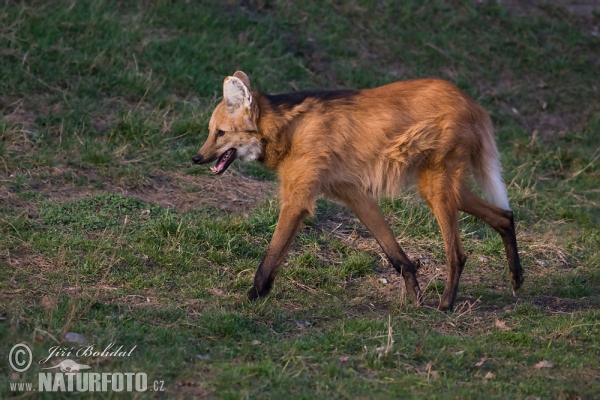 Maned Wolf (Chrysocyon brachyurus)