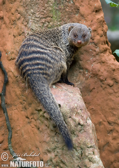 Mangouste rayée