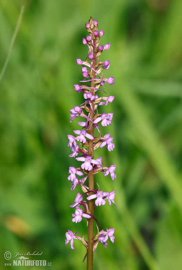 Manina rosea