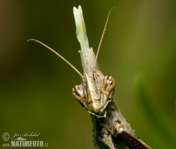 Mantis (Empusa pennata)