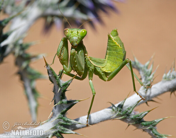 Mantis (Ameles spallanzania)