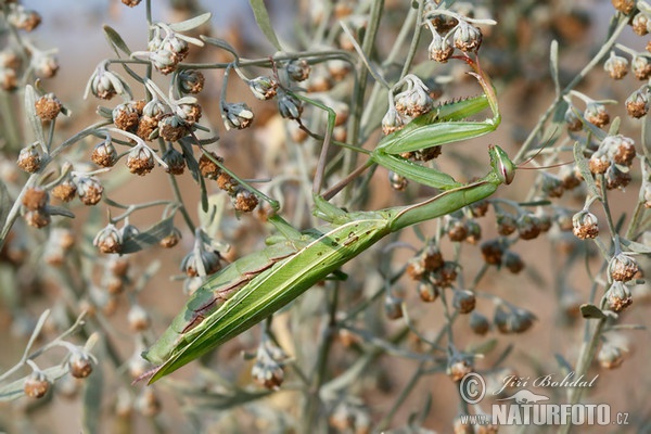 mantis religiosa