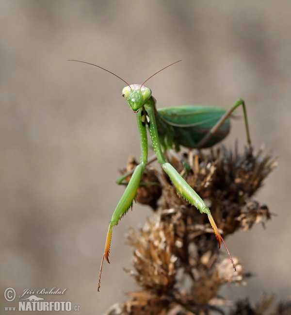 mantis religiosa