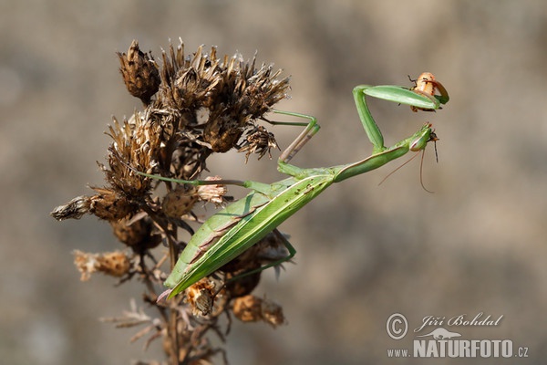 mantis religiosa