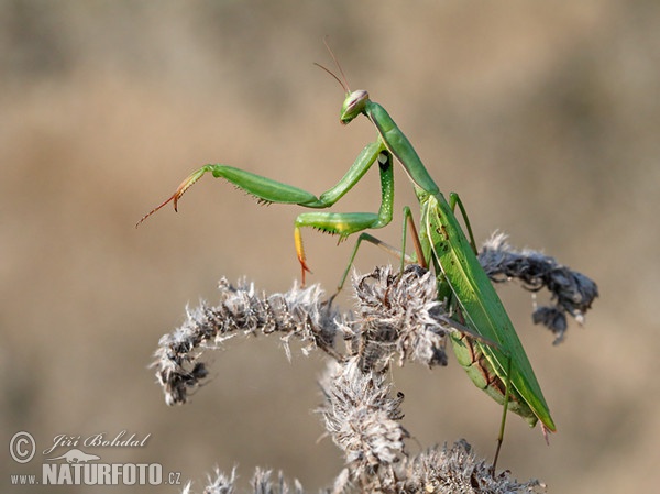 mantis religiosa